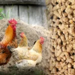 Photo of chickens and poultry feed pellets, show the final feed product from our poultry feed production plant