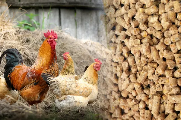 Photo of chickens and poultry feed pellets, show the final feed product from our poultry feed production plant